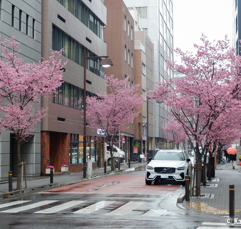 Ajisai-dori (Nihonbashi, Tokyo), Okame-zakura cherry blossoms in early March