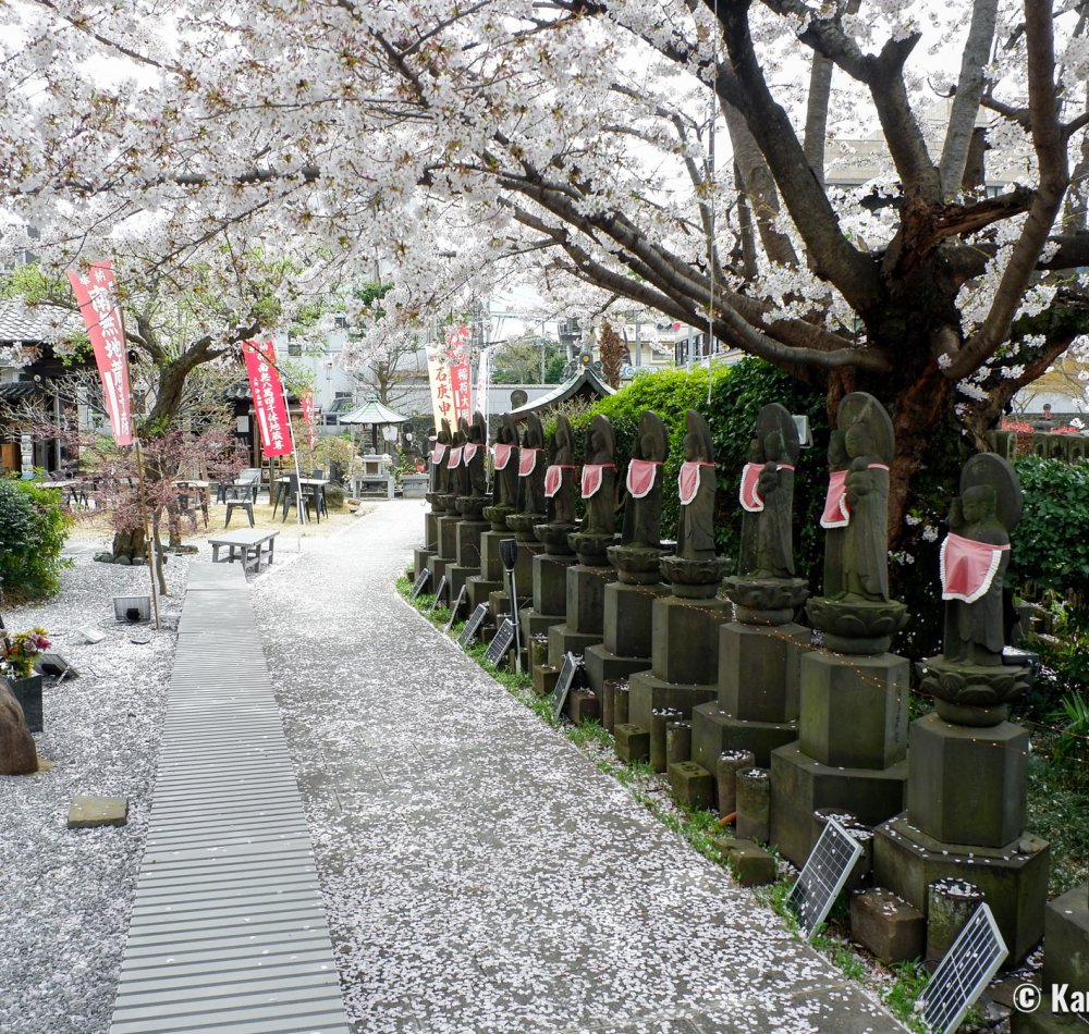 Yanaka Cemetery (Tokyo), Walking path between the graves during the sakura season in spring