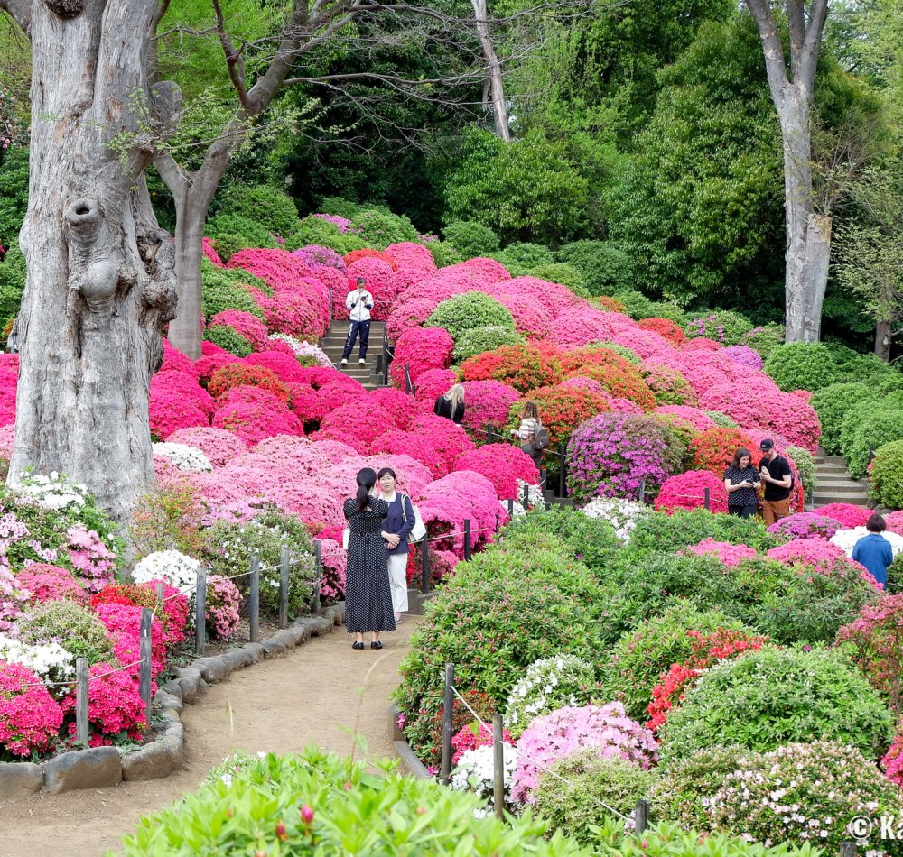 Bunkyo Tsutsuji Matsuri (Tokyo), Azalea garden at Nezu-jinja shrine