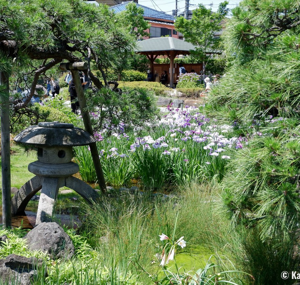  Horikiri Shobu-en (Tokyo), View on the garden during the iris season (June)
