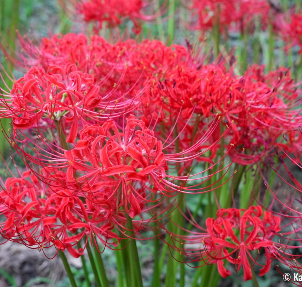 Kinchakuda Manjushage (Saitama), Red spider lilies blooming in late September