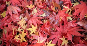 Momijidani Park (Miyajima), Walking path covered in red momiji leaves in autumn