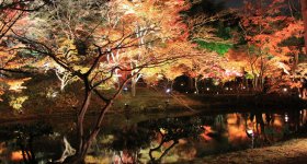 Kodai-ji (Kyoto), Momiji light-up in autumn