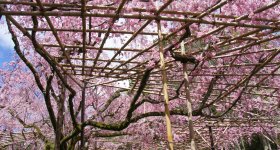 Heian-jingu (Kyoto), View on the garden and the shrine's pavilions in spring