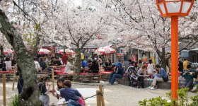 Maruyama Park (Kyoto), Ohanami cherry blossom viewing party in spring