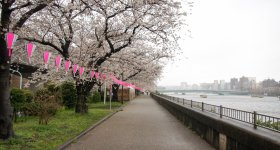 Sumida Park in Asakusa (Tokyo), Blooming cherry trees