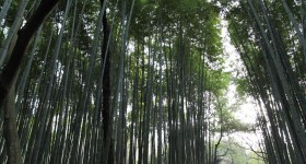 Arashiyama Bamboo Grove in Kyoto