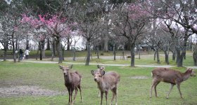 Nara Park (Nara), Shika deer