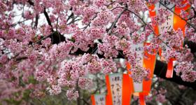 Ueno Park, paper lanterns and cherry trees in summer