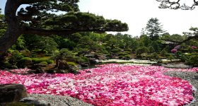 Yushi-en Garden, Peony flowers on the water