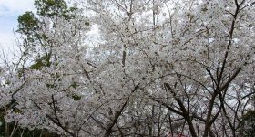 Egeyama Park, View on blooming cherry trees and Kobe