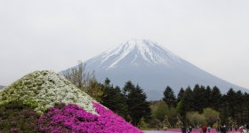 Fuji Shibazakura Matsuri, Moss phlox and Mount Fuji