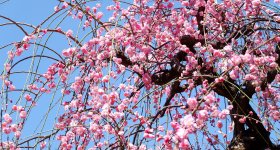 Ushi-Tenjin Kitano-jinja, Main hall