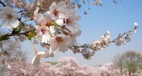 Expo'70 Commemorative Park, Back view of the Tower of the Sun