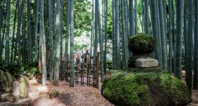 Hokoku-ji temple in Kamakura, Bamboo grove