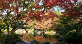 Koko-en, Garden of the lord's residence, pond and red maple trees in November