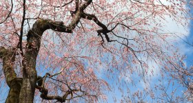 Haradani-en (Kyoto), Wooden shelter to view the blooming cherry trees