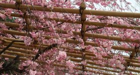 Nakaragi Path, Photo shooting of a traditional wedding during the weeping cherry trees season