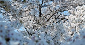 Koishikawa Botanical Gardens (Tokyo), Visitors enjoying picnic under the cherry blossoms in spring