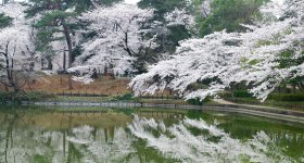 Omiya Park (Saitama), Strolling under the blooming cherry trees in spring