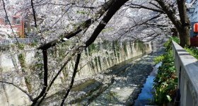 Blooming cherry trees on the Kanda River from Omokage-bashi Bridge