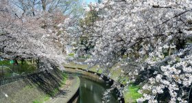 Zenpukuji-gawa (Tokyo), River bordered by the blooming cherry trees in spring