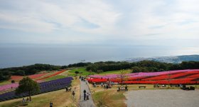 Awaji Hanasajiki, Cosmos flower field in autumn