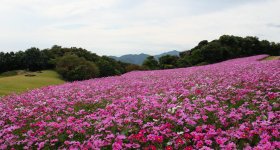 Awaji Hanasajiki, Cosmos flower field in autumn