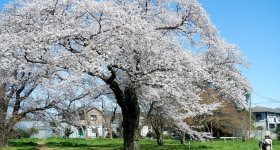 Koganei Park (Tokyo), People enjoying the blooming cherry trees in spring