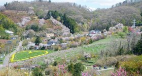 Hanamiyama Park (Fukushima), Flowering rapeseed fields and blooming cherry trees