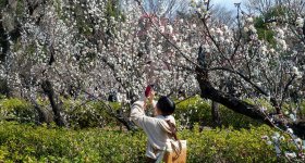 Hanegi Park (Setagaya, Tokyo), Plum trees in bloom in February and early March
