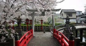 Rokusonno-jinja (Kyoto), Cherry blossoms and red lanterns in the shrine's grounds