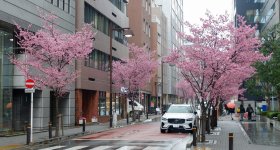 Ajisai-dori (Nihonbashi, Tokyo), Okame-zakura cherry blossoms in early March