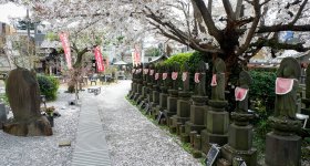 Yanaka Cemetery (Tokyo), Walking path between the graves during the sakura season in spring