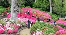 Bunkyo Tsutsuji Matsuri (Tokyo), Azalea garden at Nezu-jinja shrine
