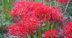 Kinchakuda Manjushage (Saitama), Red spider lilies blooming in late September