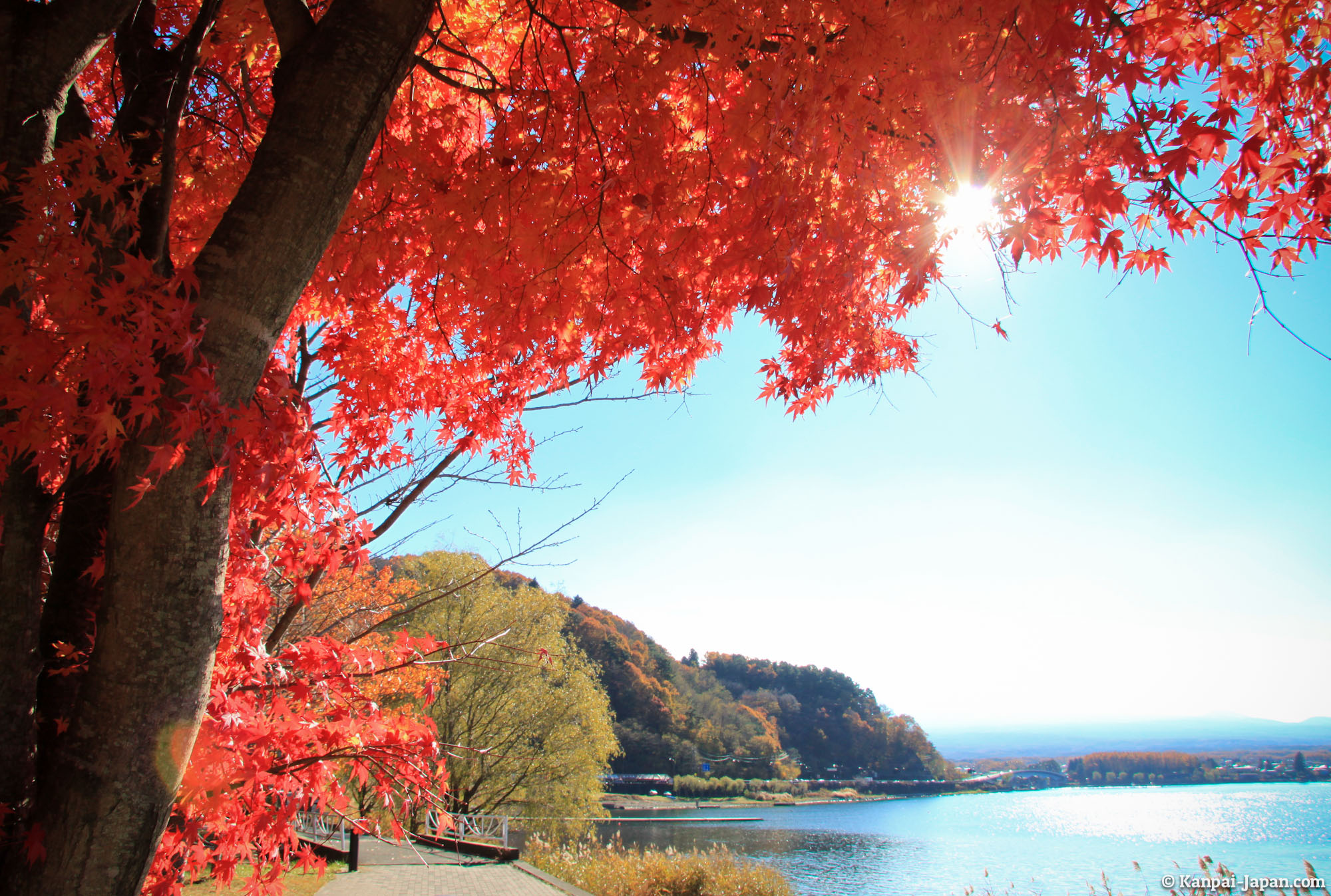Koyo Japanese Maple Trees Red Leaves Momijigari Contemplating Momiji In The Fall Season Koyo Japanese Maple Trees Red Leaves Momijigari Contemplating Momiji In The Fall Season