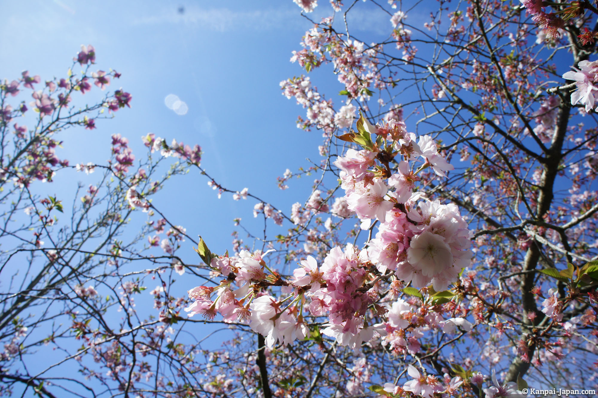  Sakura Ohanami Japanese Cherry Blossom 