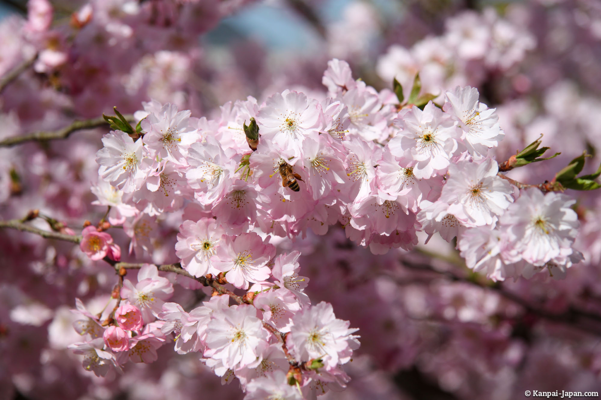  Sakura Ohanami Japanese Cherry Blossom 