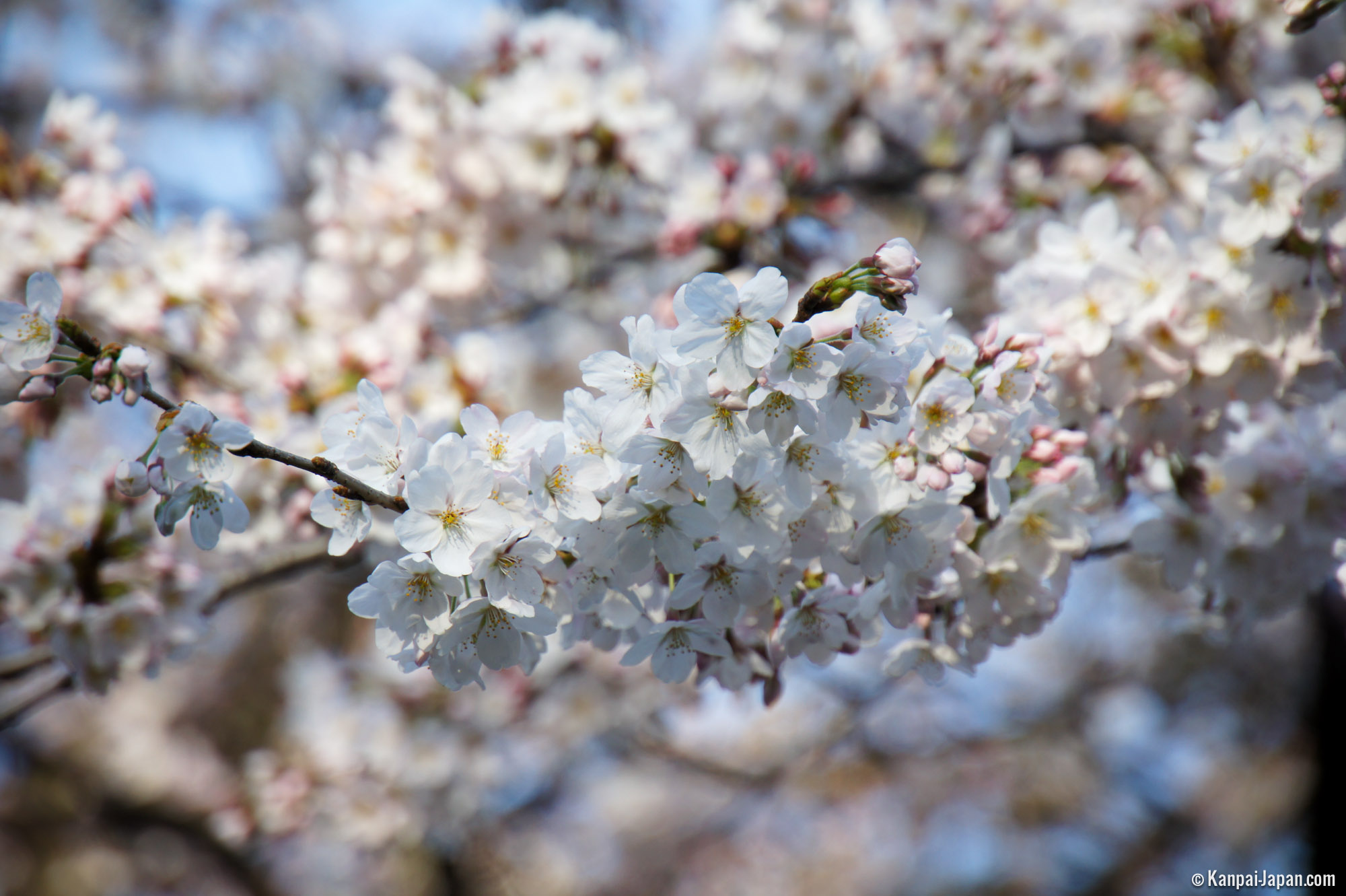 Shinjuku Gyoen - The National Imperial Garden in Tokyo