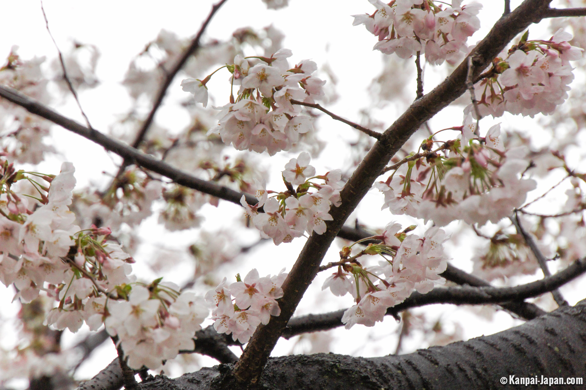 Sumida Park - Along the Sakura River in Asakusa