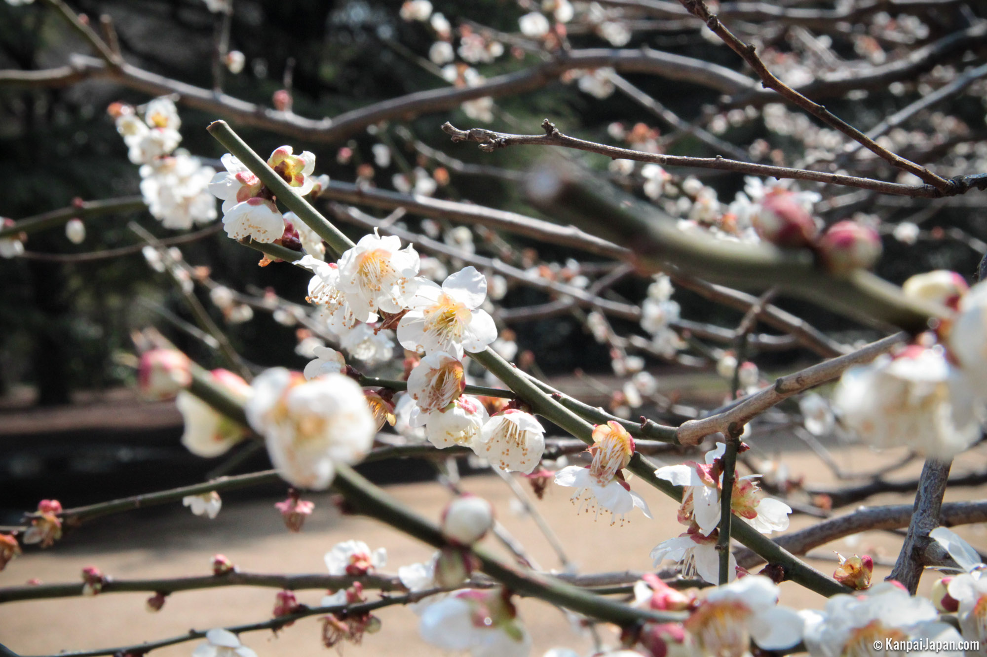 Japanese Plum Trees First Blossoms Of The Year Blooming Japanese 