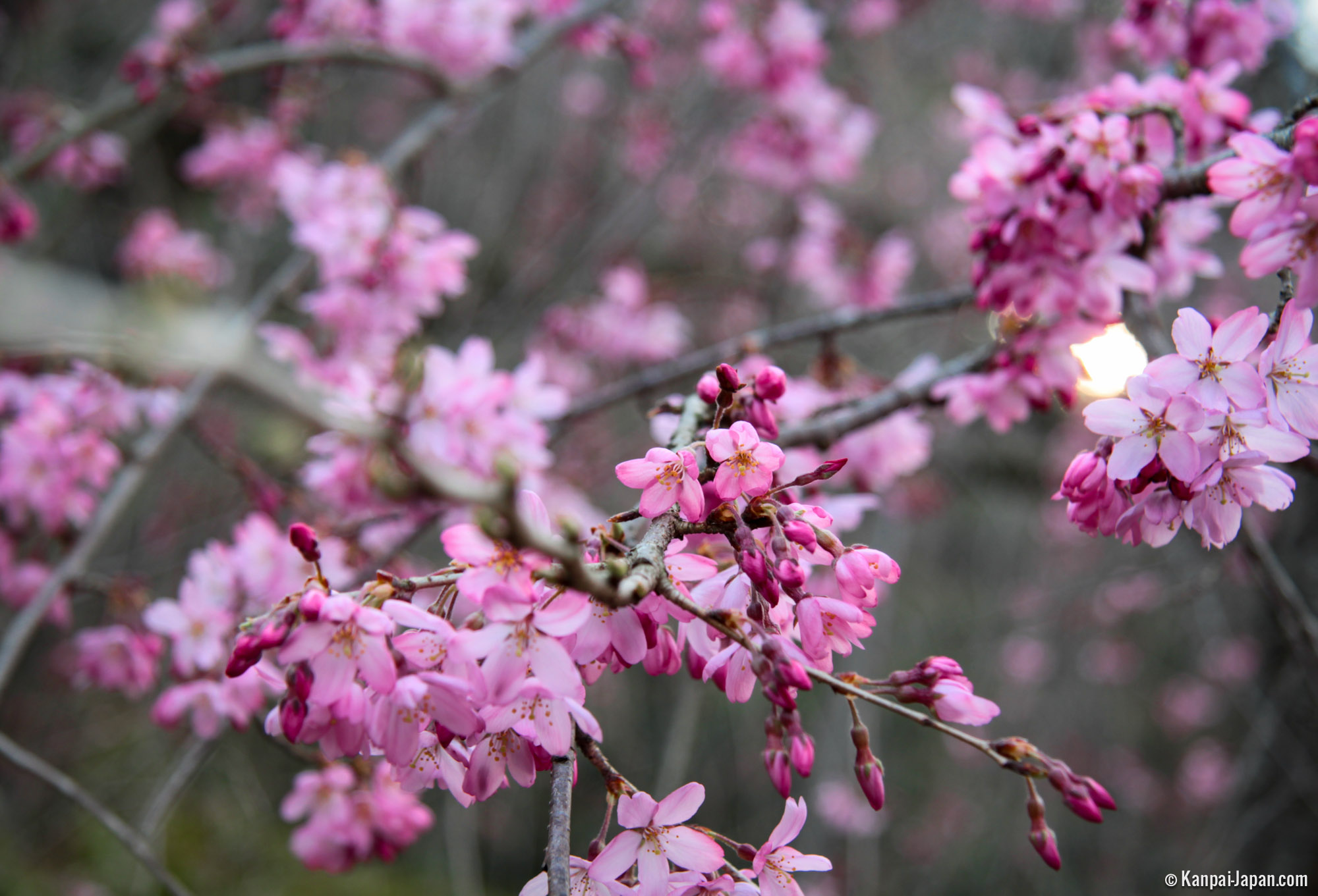 Japanese Plum Trees First Blossoms Of The Year Blooming Japanese 