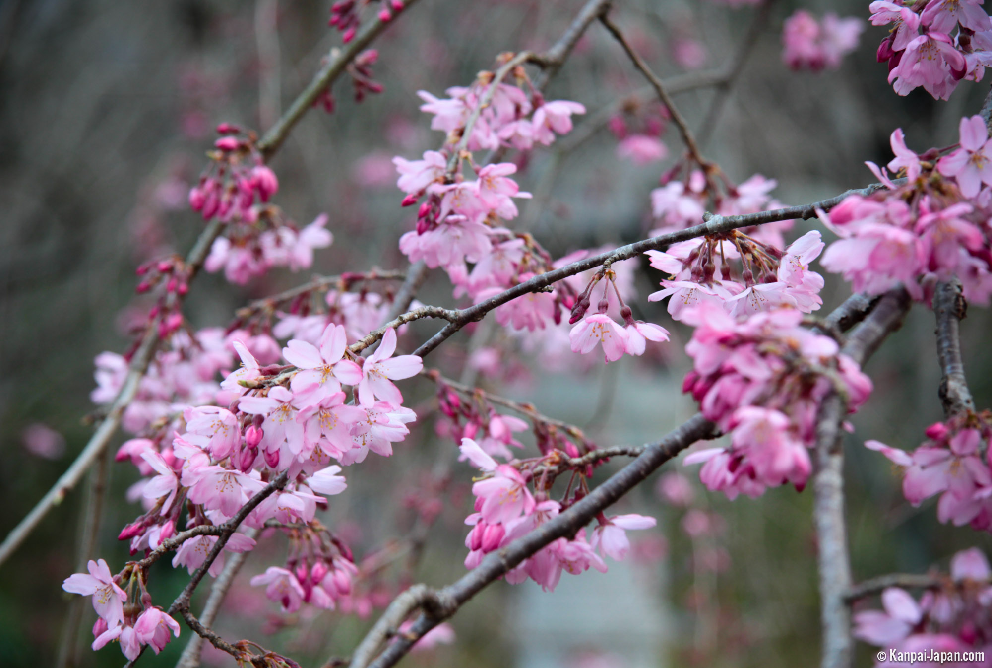 japanese purple tree