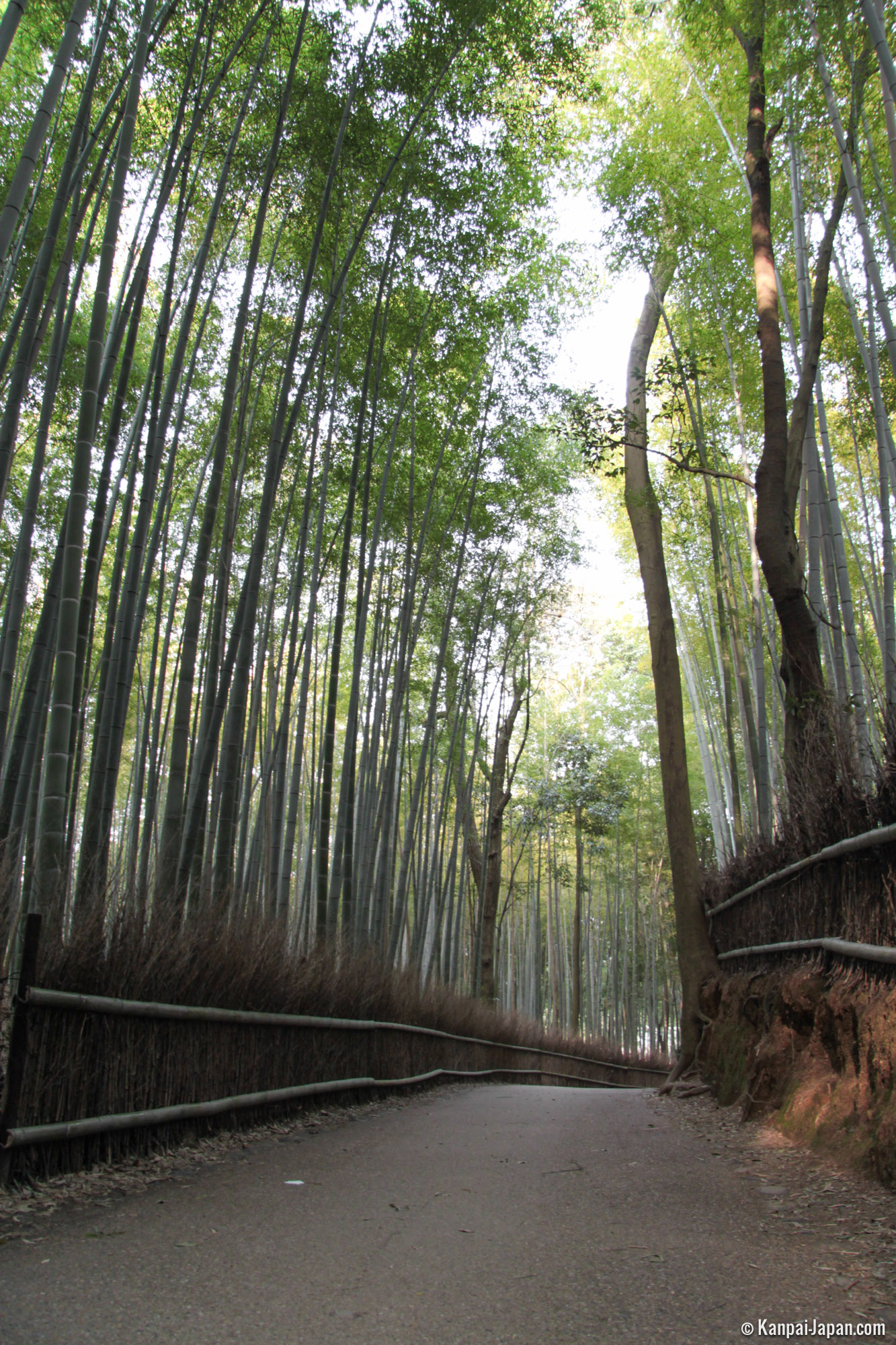 Arashiyama Bamboo Grove - The Sagano Bamboo Forest in Kyoto