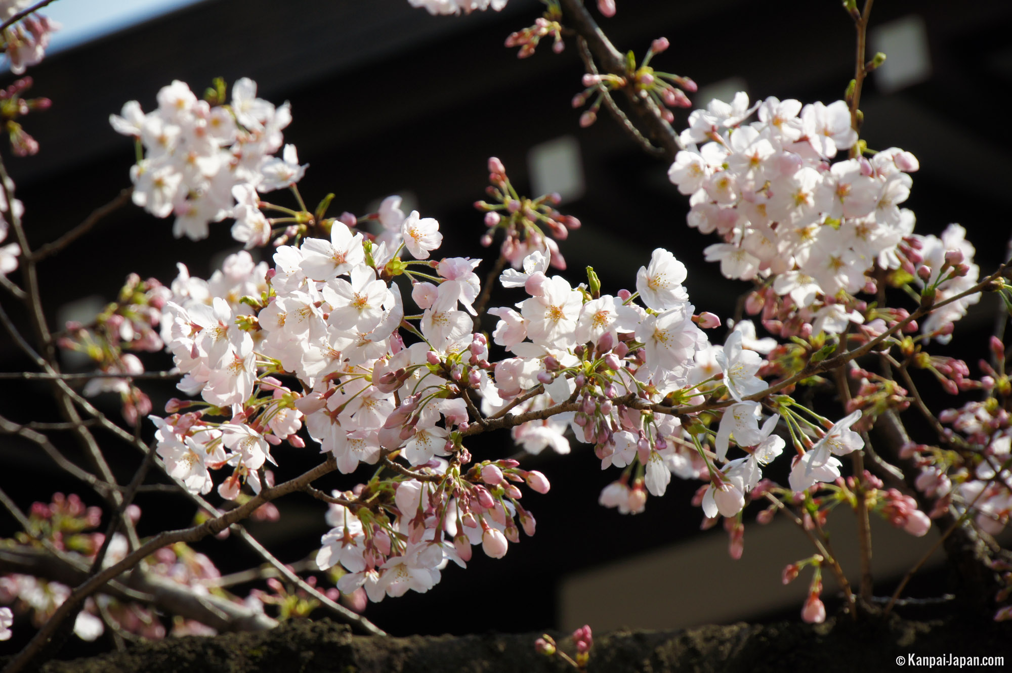 Yasukuni - The Ultimate Reference for Sakura in Tokyo