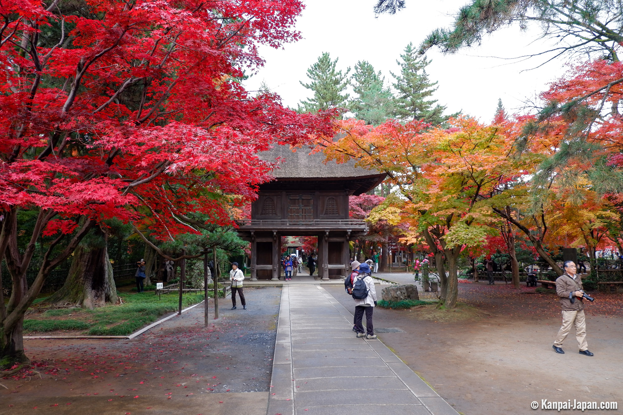 Momiji: Japan's Spectacular Red Leaf Maple Trees - Sakuraco