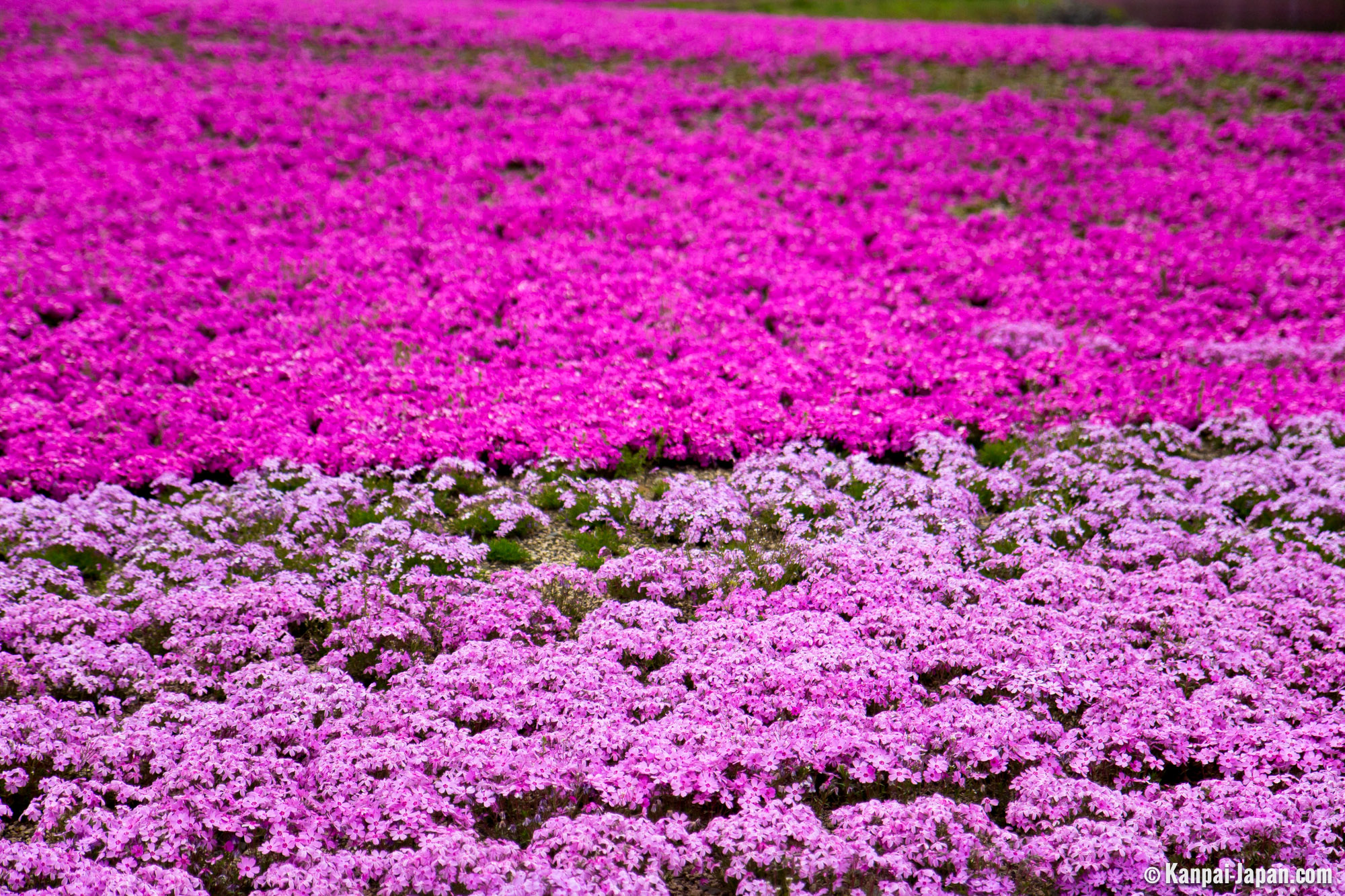 Fuji Shibazakura Matsuri - The Most Famous Pink Moss Festival